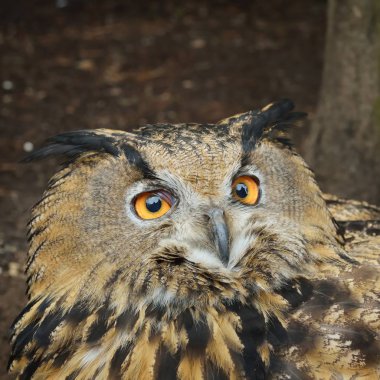 Avrasya kartal-baykuş (Bubo bubo) baş closeup doğal ortamda.