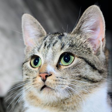 Sevimli tekir kedi kafası. Yeşil gözlü Gri çizgili kedi.