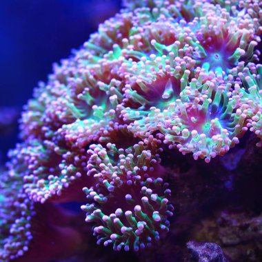 Deniz anemon ve mercan akvaryum yakından görmek