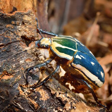 Dekoratif renkli böcek yakından görmek
