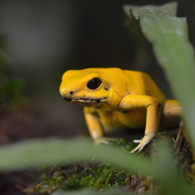 Altın zehir ok Kurbağa (Phyllobates terribilis) doğal yağmur ormanları ortamında. Renkli parlak sarı tropikal kurbağa.