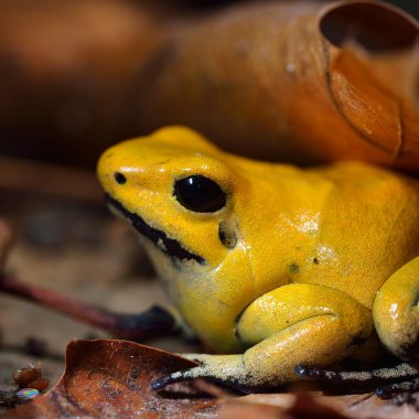 Dekoratif tropikal kurbağa yakından görmek