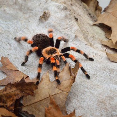 Birdeater tarantula örümceği Brachypelma smithi doğal orman ortamında. Parlak turuncu renkli dev örümcek.
