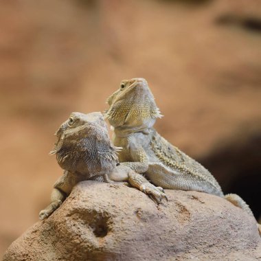 Merkez sakallı ejder Pogona vitticep. Kertenkele çöl ortamında kuru bir kayanın üzerine oturmuş çifti