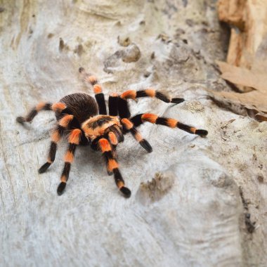 Birdeater tarantula örümceği Brachypelma smithi doğal orman ortamında. Parlak turuncu renkli dev örümcek.