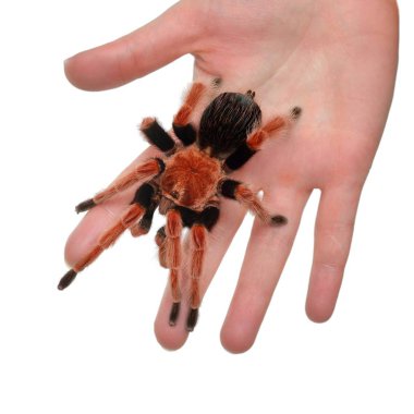 Birdeater tarantula örümceği Brachypelma boehmei el düzenlenen beyaz bitti izole. Parlak kırmızı renkli dev örümcek.