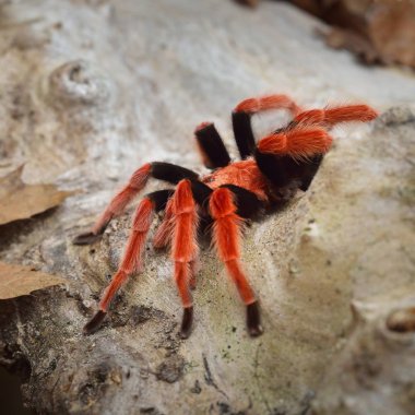 Birdeater tarantula örümceği Brachypelma boehmei doğal orman ortamında. Parlak kırmızı renkli dev örümcek.