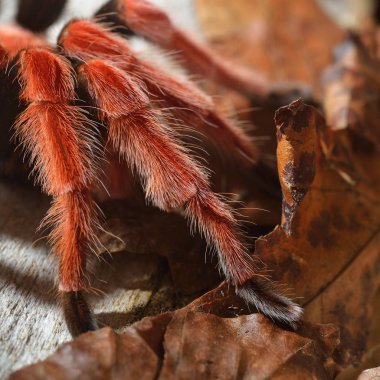 Birdeater tarantula örümceği Brachypelma boehmei doğal orman ortamında. Parlak kırmızı renkli dev örümcek.