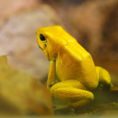 Altın zehir ok Kurbağa (Phyllobates terribilis) doğal yağmur ormanları ortamında. Renkli parlak sarı tropikal kurbağa.
