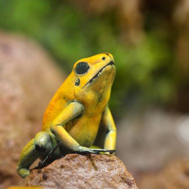Altın zehir ok Kurbağa (Phyllobates terribilis) doğal yağmur ormanları ortamında. Renkli parlak sarı tropikal kurbağa.