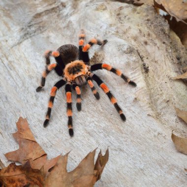 Birdeater tarantula örümceği Brachypelma smithi doğal orman ortamında. Parlak turuncu renkli dev örümcek.