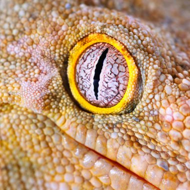 Gecko Rhacodactylus leachianus henkeli göz görünümünü kapat 