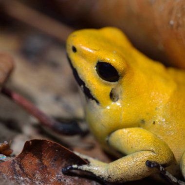 Dekoratif tropikal kurbağa yakından görmek