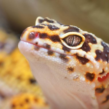 Leopar gecko terrarium içinde yakından görmek 