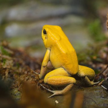Altın zehir ok Kurbağa (Phyllobates terribilis) doğal yağmur ormanları ortamında. Renkli parlak sarı tropikal kurbağa.