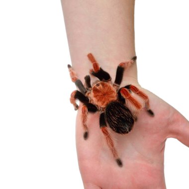 Birdeater tarantula örümceği Brachypelma boehmei el düzenlenen beyaz bitti izole. Parlak kırmızı renkli dev örümcek.