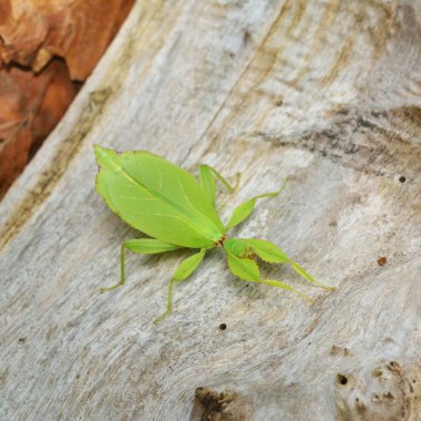 İki yeşil leaflike sopa-böcekler Phyllium giganteum doğal ortamda bir ağaç gövdesi üzerinde etkileşim