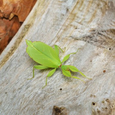 Two green leaflike stick-insects Phyllium giganteum interacting on a tree trunk in natural environment clipart