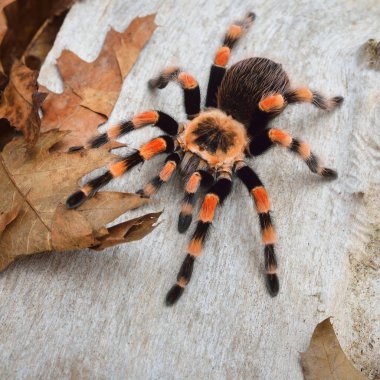 Birdeater tarantula örümceği Brachypelma smithi doğal orman ortamında. Parlak turuncu renkli dev örümcek.