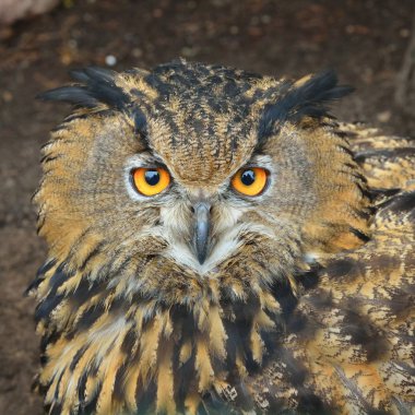 Avrasya kartal-baykuş (Bubo bubo) baş closeup doğal ortamda.