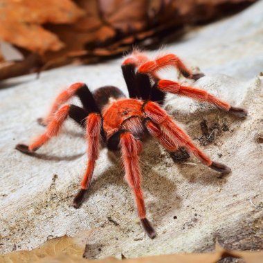 Birdeater tarantula örümceği Brachypelma boehmei doğal orman ortamında. Parlak kırmızı renkli dev örümcek.
