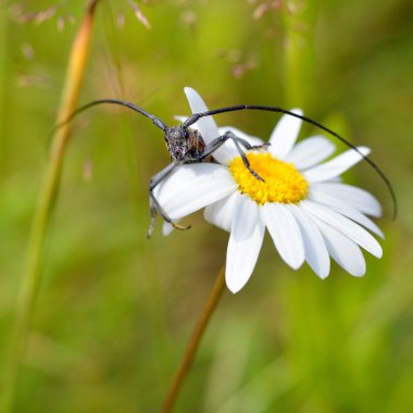 Çiçek açan beyaz papatya yaz çayır üzerinde oturan uzun antenleri ile sevimli siyah hata