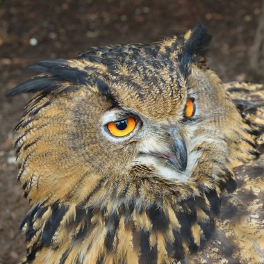 Avrasya kartal-baykuş (Bubo bubo) baş closeup doğal ortamda.