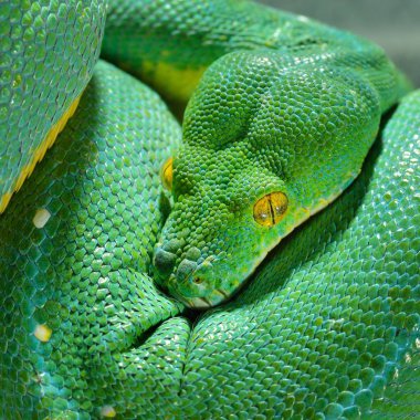 Yeşil ağaç python Morelia viridis. Genç yeşil yılan katlanmış