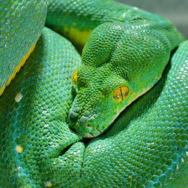 Green tree python Morelia viridis. Young green snake folded clipart