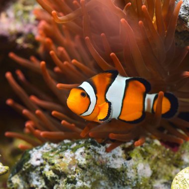 Deniz Akvaryumunda Amphiprion Ocellaris Palyaço Balığı