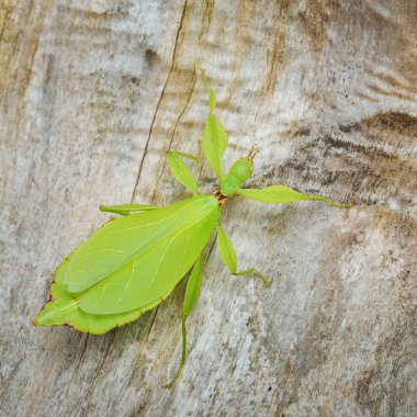 Yeşil leaflike böcek sopa Phyllium giganteum doğal ortamda bir ağaç gövdesi üzerinde