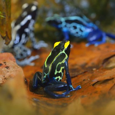 Mavi ok kurbağası Dendrobates tinctorius terrarium içinde. Renkli parlak tropikal kurbağa.