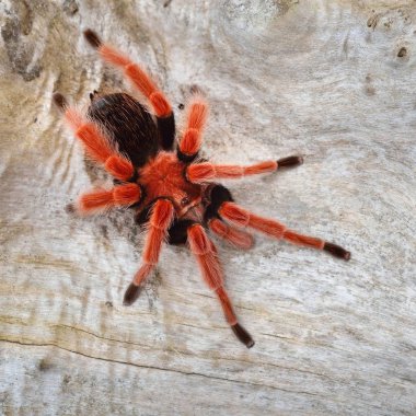 Birdeater tarantula örümceği Brachypelma boehmei doğal orman ortamında. Parlak kırmızı renkli dev örümcek.