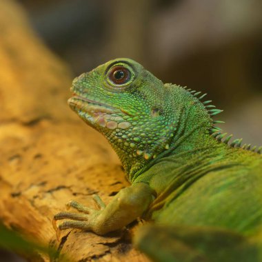 Doğal ortamda Asya su ejderha (Physignathus cocincinus). Renkli tropikal yeşil kertenkele.