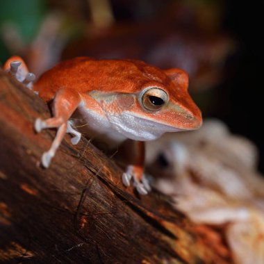 Dekoratif tropikal kurbağa yakından görmek