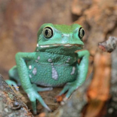 Balmumu maymunu yaprak kurbağa Phyllomedusa sauvagii doğal ortamda