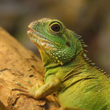 Doğal ortamda Asya su ejderha (Physignathus cocincinus). Renkli tropikal yeşil kertenkele.