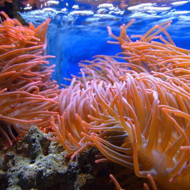 Egzotik deniz akvaryum ortamında pembe actinia ile