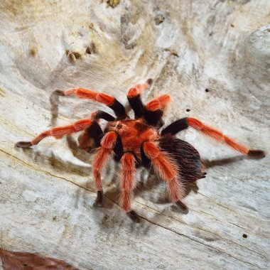 Birdeater tarantula örümceği Brachypelma boehmei doğal orman ortamında. Parlak kırmızı renkli dev örümcek.