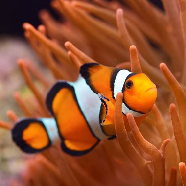 Deniz Akvaryumunda Amphiprion Ocellaris Palyaço Balığı