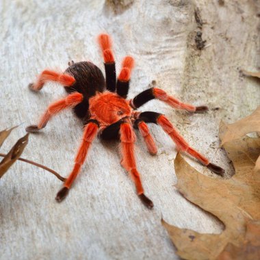 Birdeater tarantula örümceği Brachypelma boehmei doğal orman ortamında. Parlak kırmızı renkli dev örümcek.