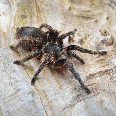 Birdeater curlyhair tarantula örümceği Brachypelma albopilosum doğal orman ortamında. Siyah tüylü dev örümcek.
