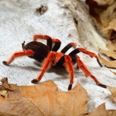 Birdeater tarantula örümceği Brachypelma boehmei doğal orman ortamında. Parlak kırmızı renkli dev örümcek.