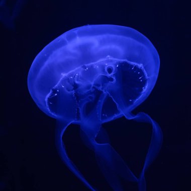 Dark blue jellyfish glowing in the dark clipart