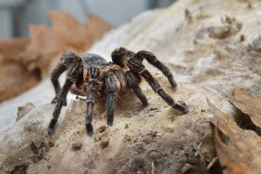 Birdeater curlyhair tarantula örümceği Brachypelma albopilosum doğal orman ortamında. Siyah tüylü dev örümcek.