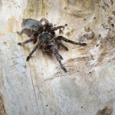 Birdeater curlyhair tarantula örümceği Brachypelma albopilosum doğal orman ortamında. Siyah tüylü dev örümcek.