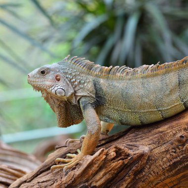 Tropik ortamında bir ağaç gövdesi üzerinde ortak yeşil iguana