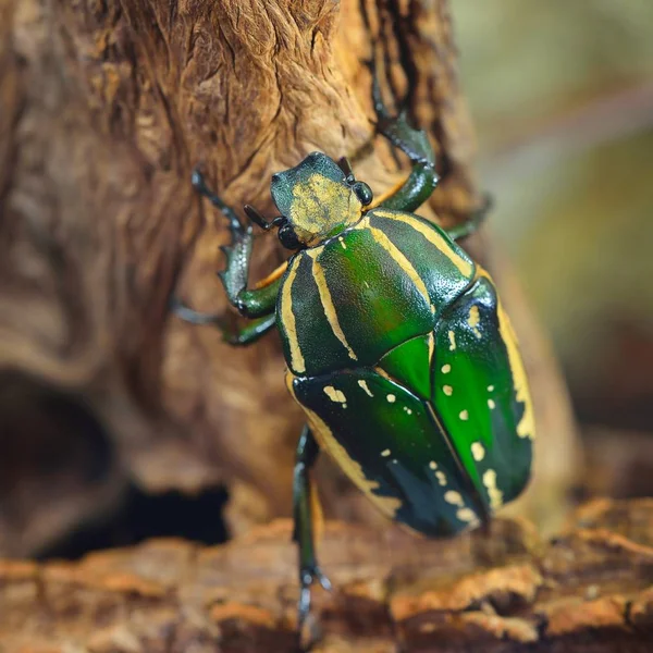绿花甲虫 Chelorrhina 吕斐融合 在玻璃 花金龟 圣甲虫 — 图库照片