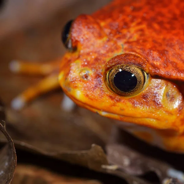 Close View Decorative Tropical Frog — Stok Foto