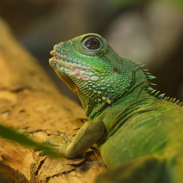 Doğal Ortamda Asya Ejderha Physignathus Cocincinus Renkli Tropikal Yeşil Kertenkele — Stok fotoğraf